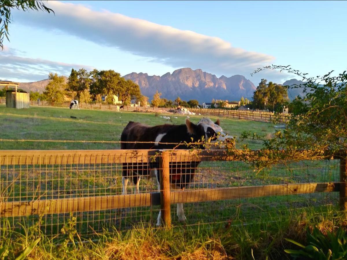 Olive And Vine Farm Cottage Franschhoek Exterior photo